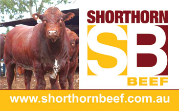 Shorthorn Beef Armidale